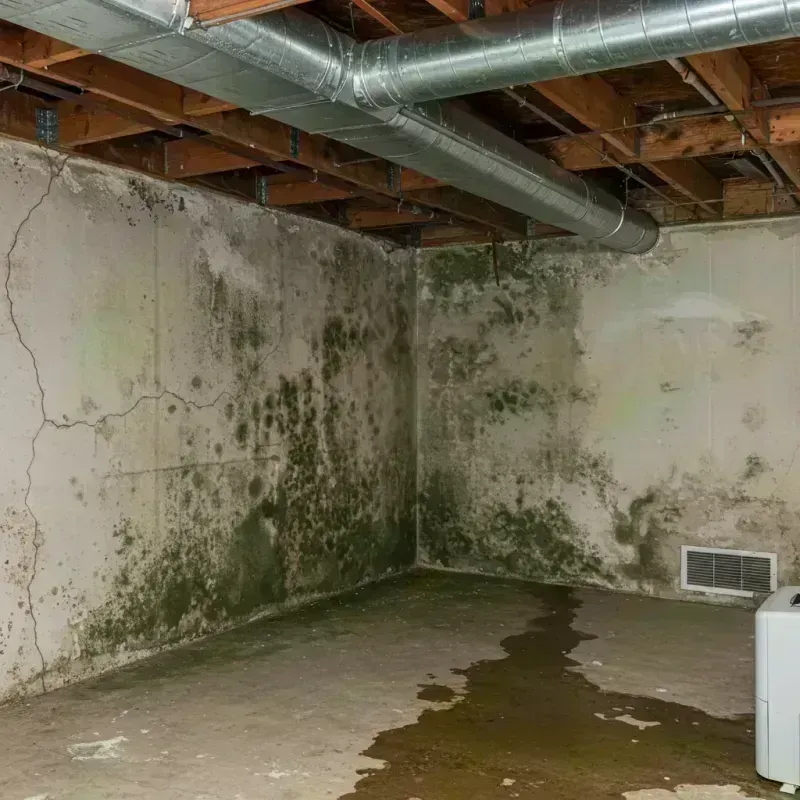 Professional Mold Removal in Glenshaw, PA